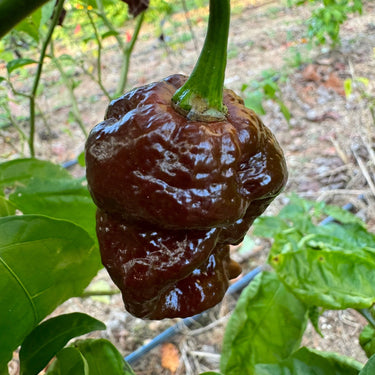 Bismark Chocolate Long - Seeds - The Pepper Pantry (Formerly Marie Sharp's)